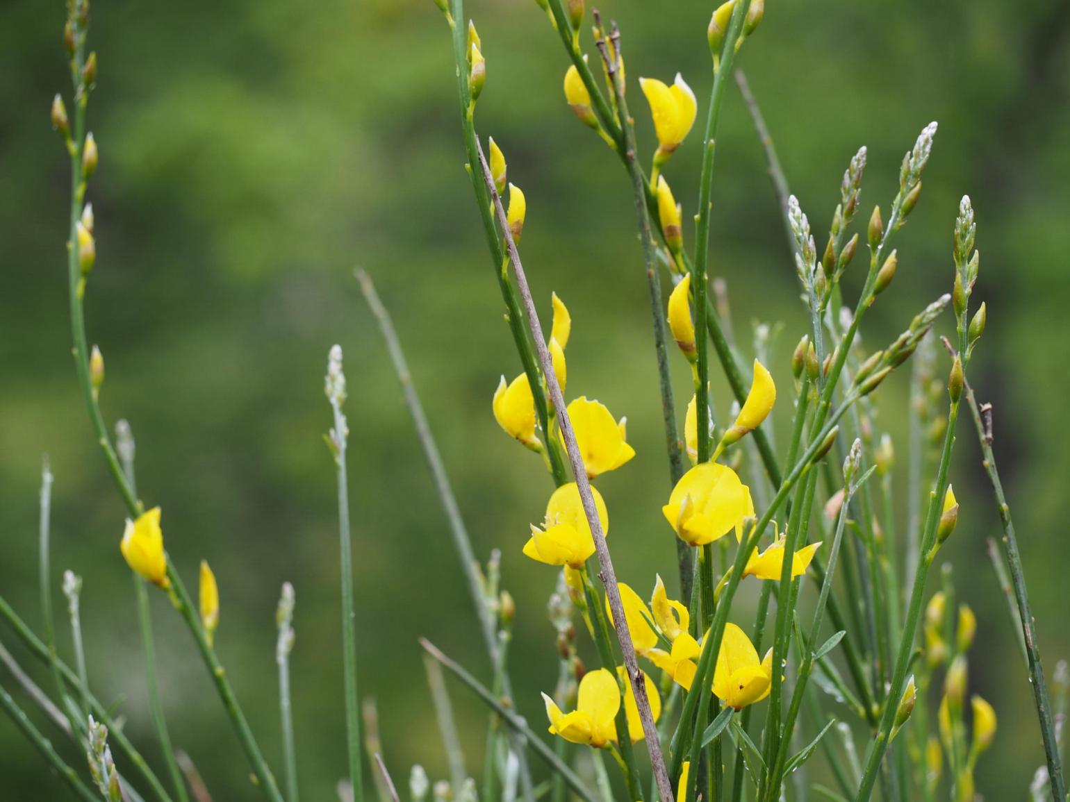 Spanish Broom